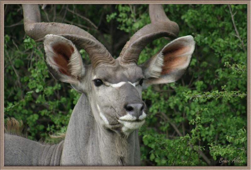 Kudu Bull