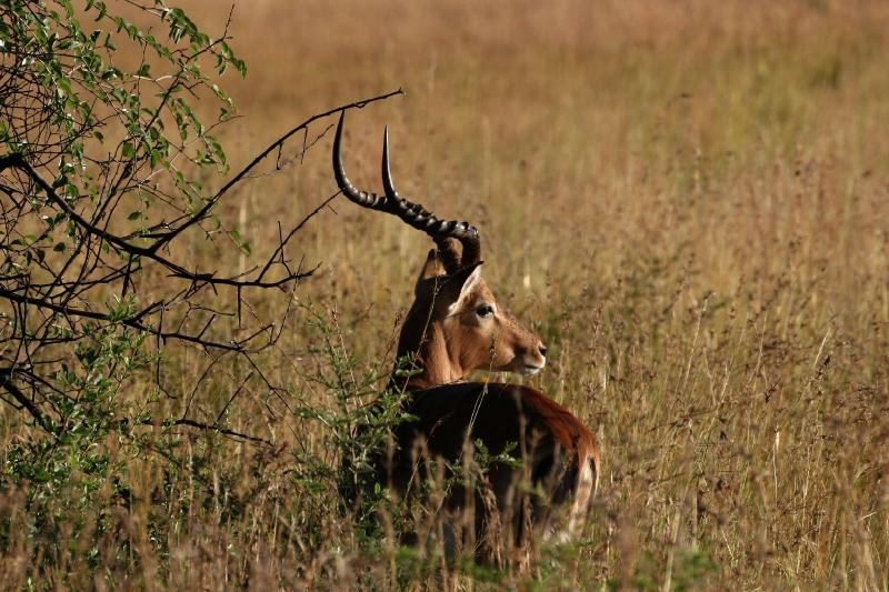 Impala