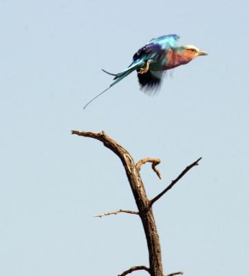 Lilac-Breasted Roller