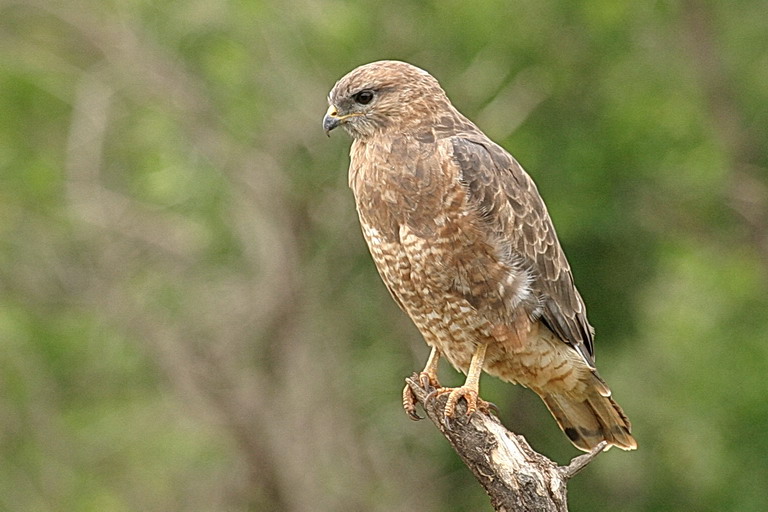 Steppe Buzzard