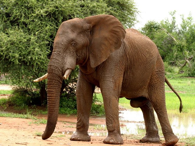 Elephant