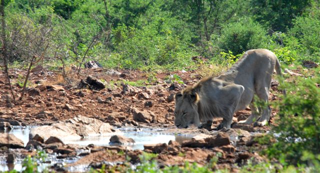 Lion at Waterhole