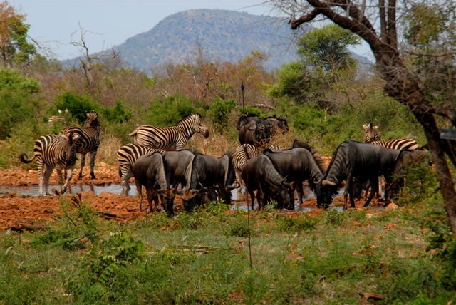 Zebra and Wildebeest (Gnu) at Waterhole